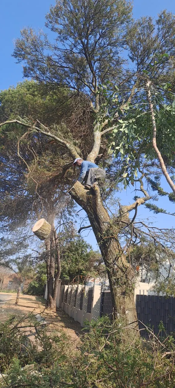 Tree felling and removal in Johannesburg
